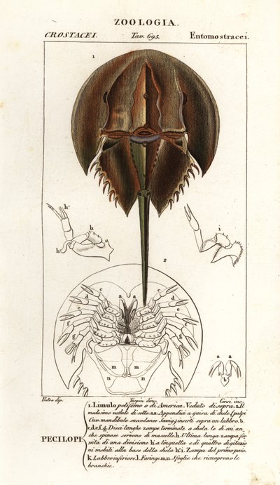 Caranguejo-ferradura do Atlântico, Limulus polyphemus de Corsi Corsi
