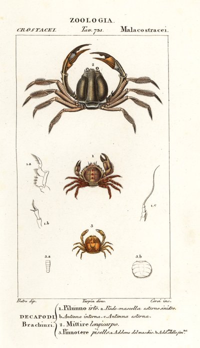 Caranguejo eriçado, Pilumnus hirtellus 1, caranguejo soldado azul claro, Mictyris longicarpus 2, caranguejo ervilha, Pinnotheres pisum 3 de Corsi Corsi