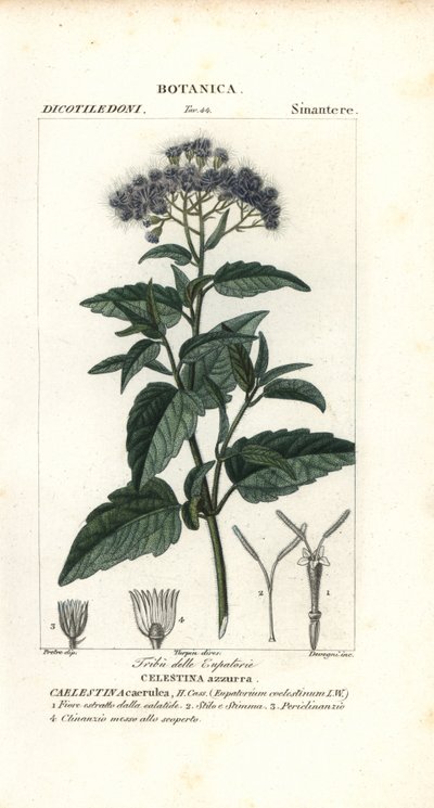 Nevoeiro borboleta, Ageratum corymbosum de Corsi Corsi