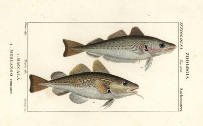 Bacalhau, Gadus morhua, Baccala 1 e badejo, Merlangius merlangus, Merlango comune 2 de Corsi Corsi