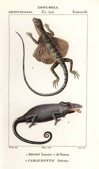 Dragão voador comum e camaleão de dois chifres de Corsi Corsi