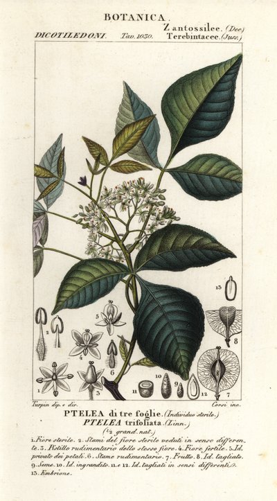 Lúpulo comum, Ptelea trifoliata, Ptelea de três folhas de Corsi Corsi