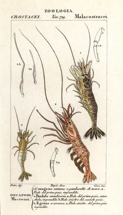 Camarão comum, Crangon crangon 1, camarão rosa, Pandalus montagui 2 e Aegaeon cataphractus 3 de Corsi Corsi