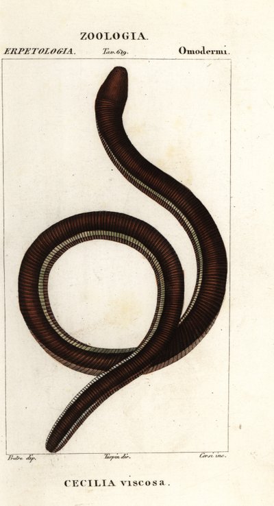 Caeciliano de banda amarela comum, Ichthyophis glutinosus de Corsi Corsi