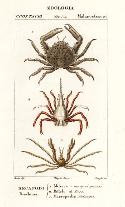 Caranguejo-pega-coral, caranguejo-flecha e caranguejo-aranha de Leach de Corsi Corsi