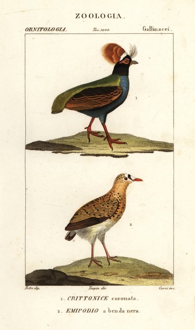 Perdiz cristalizada e buttonquail de Corsi Corsi