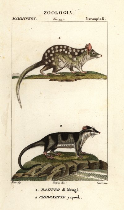 quoll oriental e gambá de água de Corsi Corsi