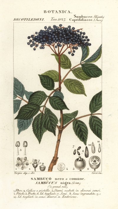 Sabugueiro preto europeu, Sambucus nigra, sabugueiro preto ou comum de Corsi Corsi