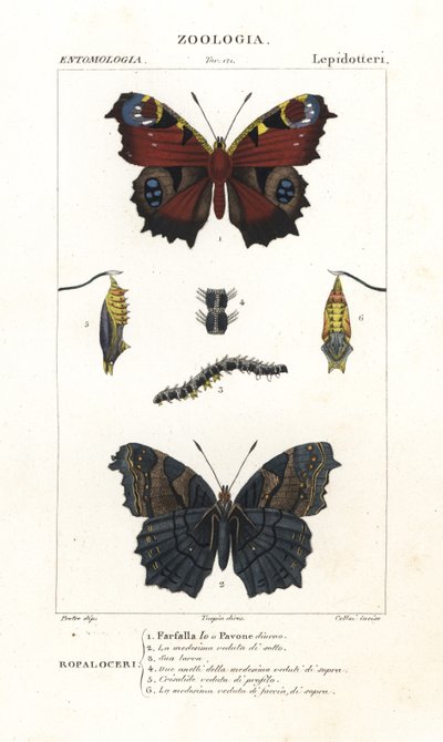 Borboleta de pavão europeu, Aglais io de Corsi Corsi