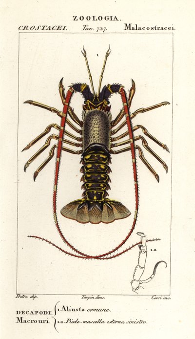 Lagosta europeia, Palinurus elephas de Corsi Corsi
