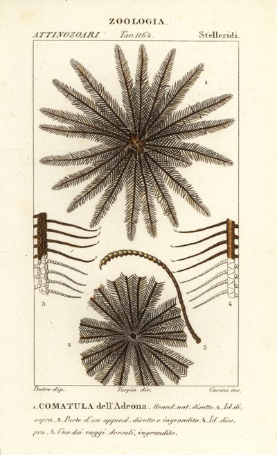 Crinoide de estrela de penas, Oligometrides adeonae, Comatula adeonae, Comatula dellAdeona de Corsi Corsi