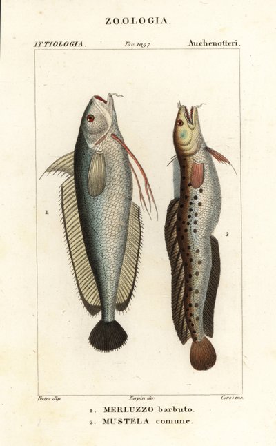Forkbeard, Phycis phycis 1 e fivebeard rockling, Ciliata mustela de Corsi Corsi
