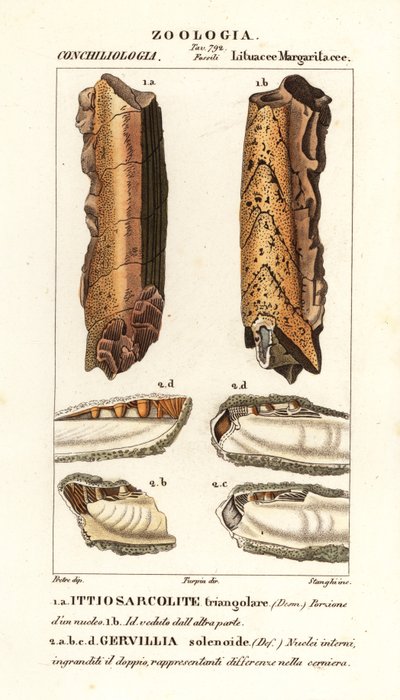Fósseis de moluscos extintos de Corsi Corsi