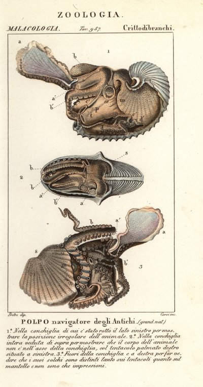 Grande polvo de argonauta, Argonauta argo de Corsi Corsi
