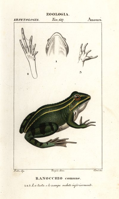 Sapo verde, Pelophylax kl esculentus de Corsi Corsi