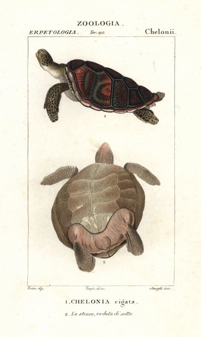 Tartaruga marinha verde, Chelonia mydas Endangered de Corsi Corsi