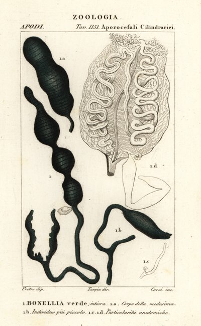 Colher-marinha verde, Bonellia viridis de Corsi Corsi