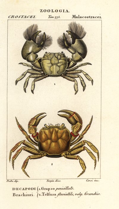 Hemigrapsus penicillatus e Potamon fluviatil de Corsi Corsi