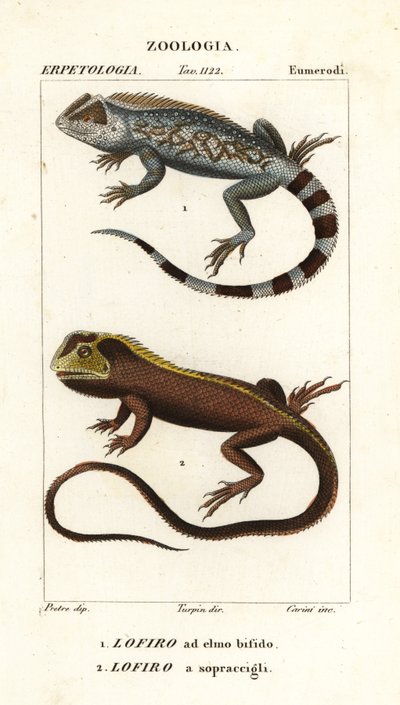 Lagarto Lyreshead, Lyriocephalus scutatus 1 e lagarto mergulhador ou iguana mophead, Uranoscodon superciliosus 2 de Corsi Corsi
