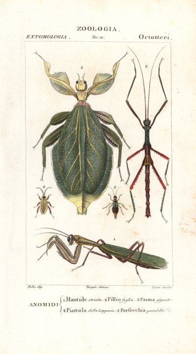 Louva-a-Deus, insecto da folha, insecto do pau, etc de Corsi Corsi
