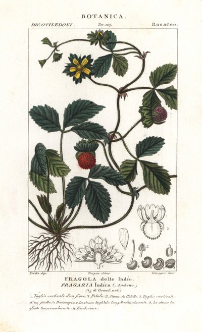 Morango falso, Potentilla indica de Corsi Corsi