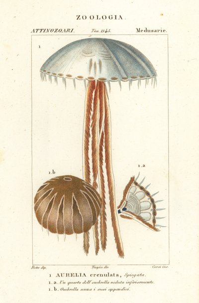 Medusa da lua, Aurelia crenulata de Corsi Corsi