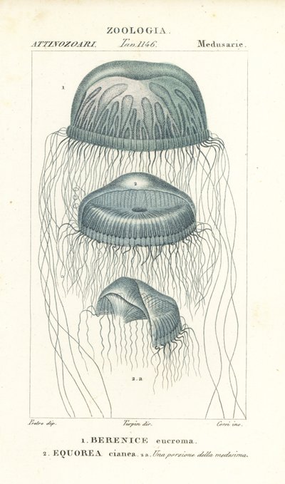Medusa a olho nu, Berenix euchroma 1 e geleia de cristal, Aequorea cyanea 2 de Corsi Corsi