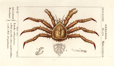 Caranguejo rei da Noruega, Lithodes maja de Corsi Corsi