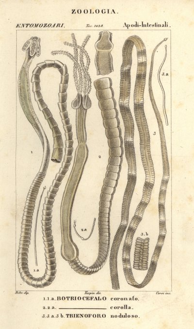 Vermes parasitas e ténias, Bothriocephalus coronatus 1, Bothriocephalus corolla 2, e lombriga, Triaenophorus nodulosus 3 de Corsi Corsi