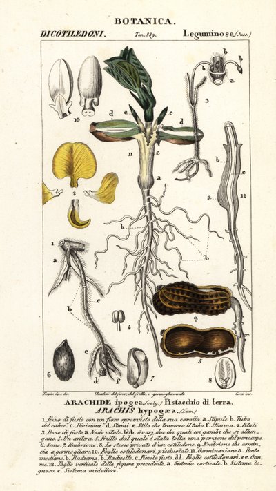 Amendoim ou amendoim, Arachis hypogaea de Corsi Corsi