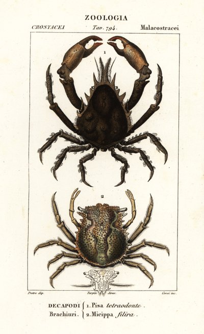 Pisa tetraodon e Micippa philyra de Corsi Corsi