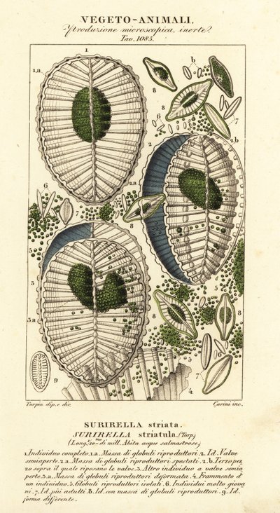Plâncton, Surirella striatula, Surirella striata de Corsi Corsi