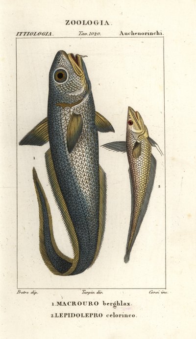 Granadeiro de cabeça áspera ou granadeiro olho de cebola, Macrourus berglax 1 e granadeiro de focinho oco, Coelorhynchus caelorhincus (Lepidoleprus coelorhinchus) 2 de Corsi Corsi