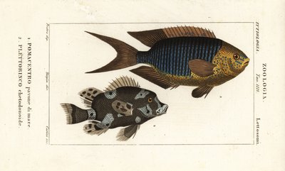 Sapphire donzela, Pomacentrus pavo, pavone di mare 1, e sweetlips arlequim, Plectorhinchus chaetodonoides, Plettorinco chetodonoides 2 de Corsi Corsi