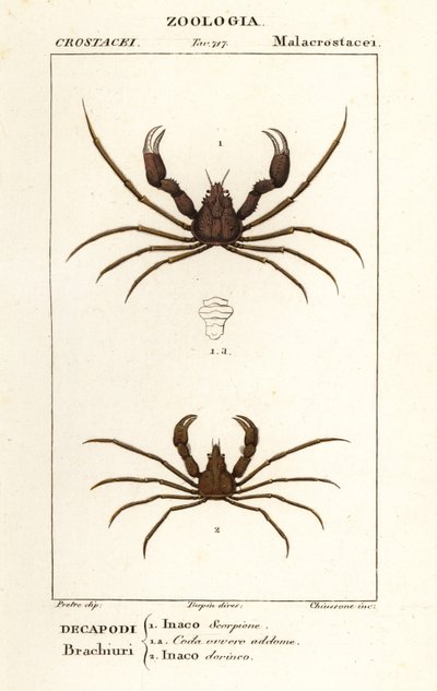Caranguejo-aranha escorpião e caranguejo-aranha de Leach de Corsi Corsi