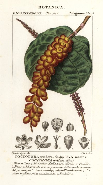 Seagrape ou Baygrape, Coccoloba uvifera, Uva marina de Corsi Corsi