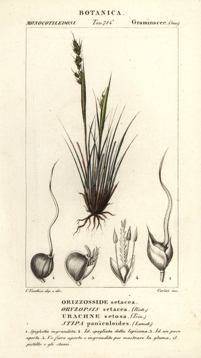 Speargrass, Piptochaetium panicoides de Corsi Corsi