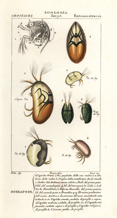 Espécies de ostracodes de Corsi Corsi