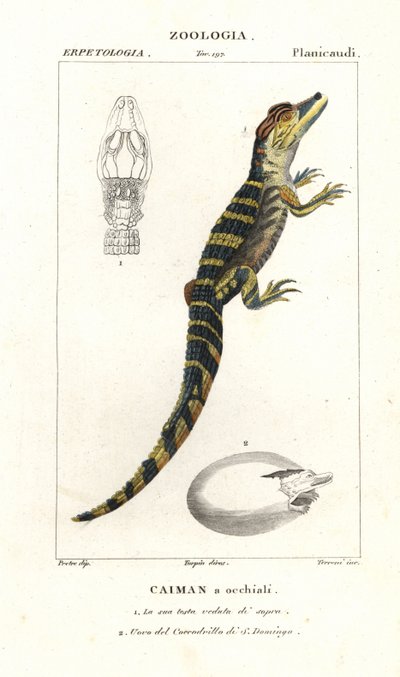 Jacaré de óculos e ovo eclodidor do crocodilo americano de Corsi Corsi