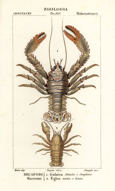 Lagosta agachada, Galathea strigosa 1 e Aegla laevis 2 de Corsi Corsi