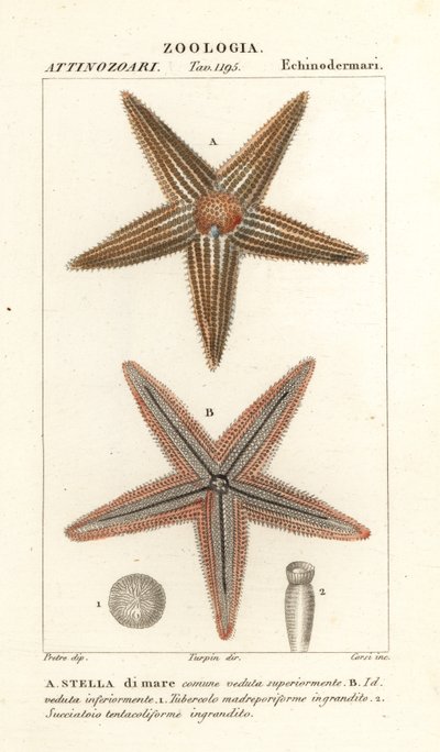 Estrela do mar ou estrela do mar, Asterias rubens de Corsi Corsi