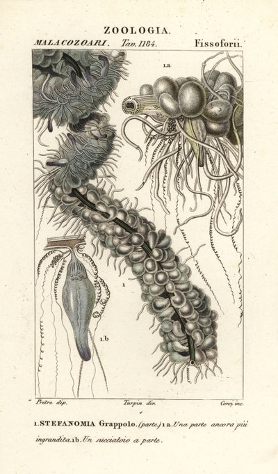 Medusa de corda, Apolemia uvaria (Stephanomia uvaria, Stefanomia grappolo) de Corsi Corsi