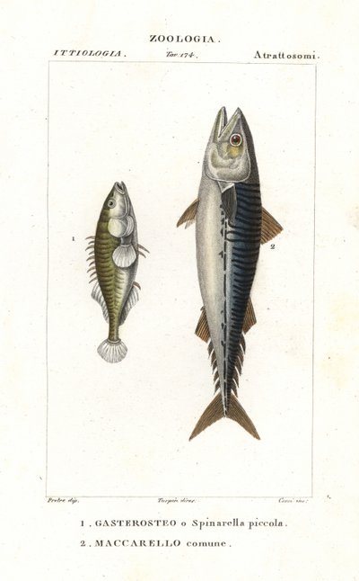 Sarda tricolor e cavala do Atlântico de Corsi Corsi