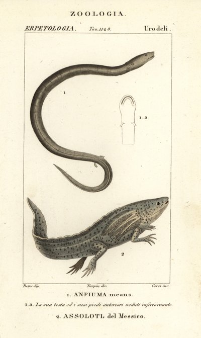 Amphiuma de dois dedos, Amphiuma significa, Anfiuma significa 1, e axolotl criticamente ameaçado ou peixe ambulante mexicano, Ambystoma mexicanum, Assolotl del Messico 2 de Corsi Corsi