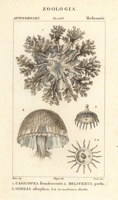 Água-viva de cabeça para baixo, Cassiopea frondosa 1, Melicertum espécies 2 e pólipo obelia 3 de Corsi Corsi
