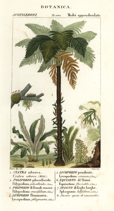 Samambaia da Índia Ocidental, Cyathea arborea, samambaia, Microgramma piloselloides 2, samambaia graciosa, Niphidium crassifolium 3, samambaia grossa, Huperzia phlegmaria 4, staghorn clubmoss, Lycopodiella cernua 5, rabo de cavalo de água de Corsi Corsi