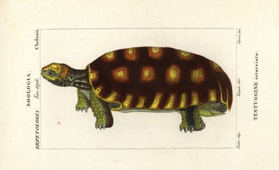 Tartaruga de pés amarelos ou tartaruga gigante brasileira, Chelonoidis denticulatus Testudo tabulata Testuginne intarsiata de Corsi Corsi