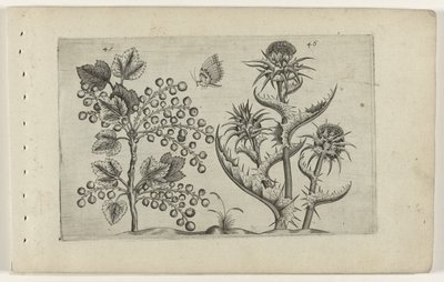 Aalbes em Mariadistel
Cognoscite lilia (título da série) de Crispijn van de Passe (I) (attributed to)