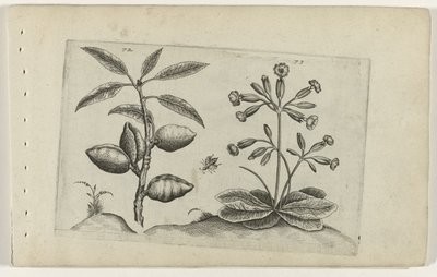 Amandelboom em gulden sleutelbloem Conheça os Lírios (título da série) de Crispijn van de Passe (I) (attributed to)