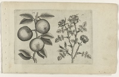 Appel en hondsroos
Cognoscite lilia (título da série) de Crispijn van de Passe (I) (attributed to)